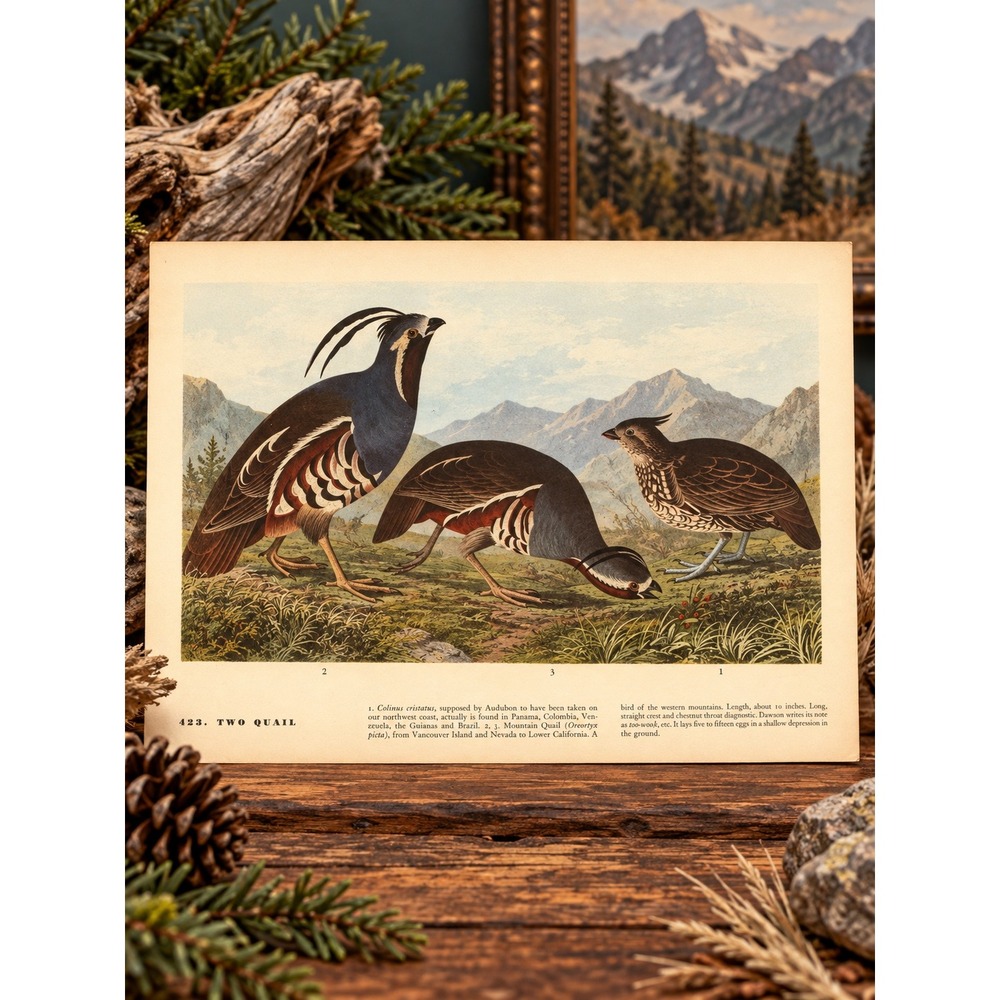 1941 Vintage Mountain Quail Print American Game Bird Art Illustration Audubon